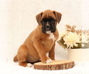Boxer Puppy for Sale in NARVON, Pennsylvania USA