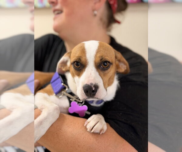 Medium Photo #1 Beagle-Unknown Mix Puppy For Sale in Mundelein, IL, USA