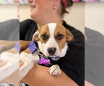 Small Beagle Mix