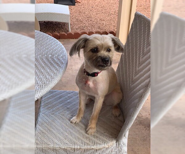 Medium Photo #7 Maltipoo (Miniature) Puppy For Sale in Las Vegas, NV, USA