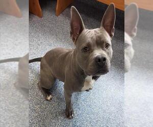 Mutt Dogs for adoption in Grovetown, GA, USA