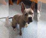 Small Mutt