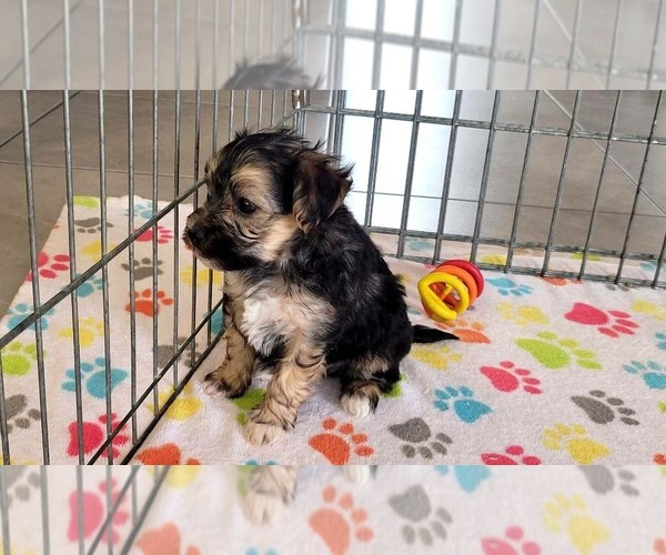 Medium Photo #12 Morkie Puppy For Sale in ORO VALLEY, AZ, USA