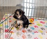 Small #11 Morkie