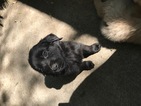 Small Photo #1 Golden Retriever-Hovawart Mix Puppy For Sale in WOODLAND HILLS, CA, USA