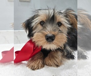 Yorkshire Terrier Puppy for sale in GRAND RAPIDS, MI, USA