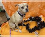 Small Chihuahua Mix