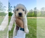 Puppy Lime Green Golden Retriever