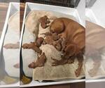 Small Photo #5 Vizsla Puppy For Sale in VACAVILLE, CA, USA