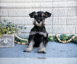 Small #2 Schnauzer (Miniature)