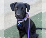 Small #9 Labrador Retriever Mix