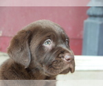 Small Photo #4 Labrador Retriever Puppy For Sale in LITTLETON, CO, USA