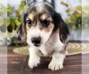 Dachshund Puppy for sale in MARIETTA, GA, USA