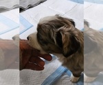 Small #3 Miniature Australian Shepherd