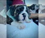 Small Photo #6 English Bulldog Puppy For Sale in OKLAHOMA CITY, OK, USA