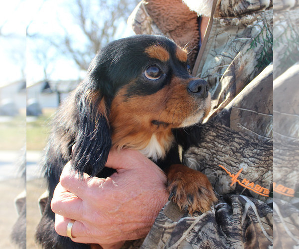 Medium Photo #26 Cavalier King Charles Spaniel Puppy For Sale in CHANUTE, KS, USA