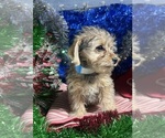Small #20 YorkiePoo