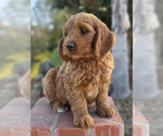 Small Photo #5 Australian Labradoodle Puppy For Sale in RIVERSIDE, CA, USA