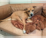 Small #5 Labrador Retriever Mix