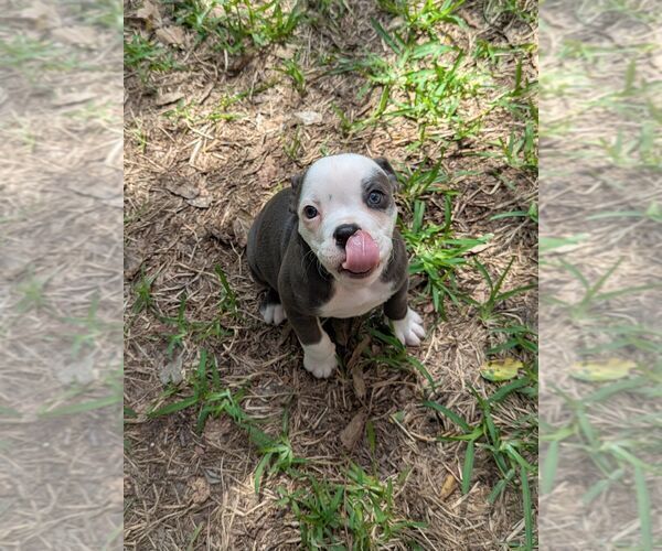 Medium Photo #5 Olde English Bulldogge Puppy For Sale in AUSTIN, TX, USA