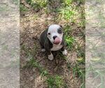 Small #4 Olde English Bulldogge