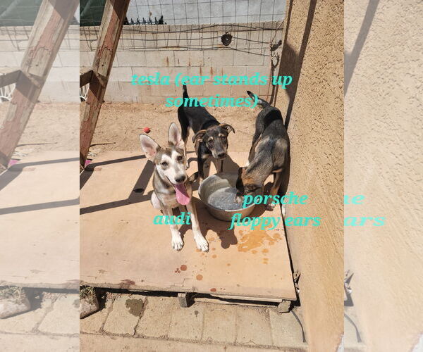 Medium Photo #6 Siberian Husky-Unknown Mix Puppy For Sale in Cedar Crest, NM, USA