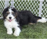 Image preview for Ad Listing. Nickname: Cool