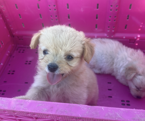 Chihuahua-Poodle (Toy) Mix Puppy for sale in CASTLE HAYNE, NC, USA