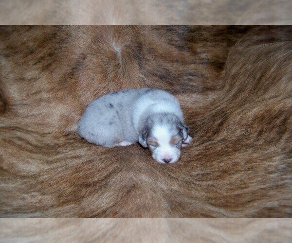 Medium Photo #5 Australian Shepherd Puppy For Sale in PROVIDENCE FORGE, VA, USA