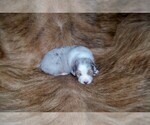 Small #4 Australian Shepherd