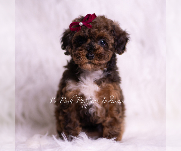 Medium Photo #1 Poodle (Toy) Puppy For Sale in WARSAW, IN, USA