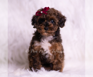 Medium Poodle (Toy)