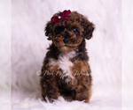 Puppy Mandy Poodle (Toy)