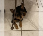 Small Photo #8 Yorkshire Terrier Puppy For Sale in OAK LAWN, IL, USA