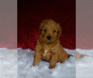 Goldendoodle (Miniature) Puppy for sale in ORLANDO, FL, USA
