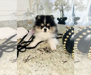 Pomeranian Puppy for sale in CHINO HILLS, CA, USA