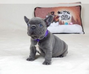 French Bulldog Puppy for sale in METUCHEN, NJ, USA