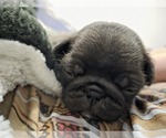 Small #22 Pug