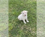 Small #3 Shepradors