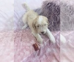 Puppy Goldie Aussie-Poo-Goldendoodle Mix