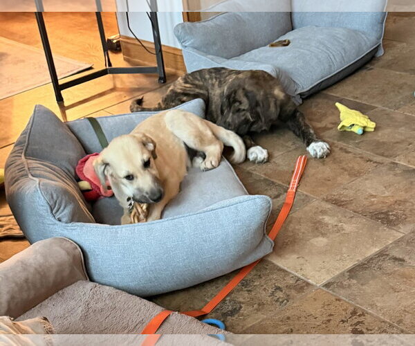 Medium Photo #3 Anatolian Pyrenees Puppy For Sale in Overland Park, KS, USA