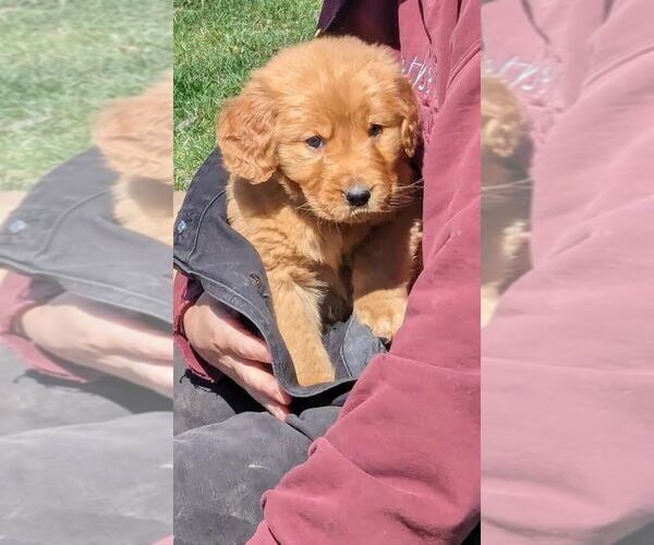 Medium Photo #5 Golden Retriever Puppy For Sale in MILLERSBURG, OH, USA