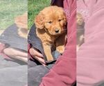 Small Photo #5 Golden Retriever Puppy For Sale in MILLERSBURG, OH, USA