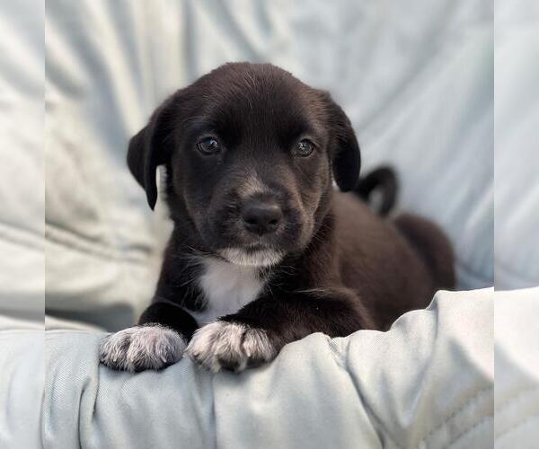 Medium Photo #1 Mutt Puppy For Sale in San Diego, CA, USA