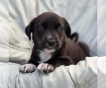 Chess Pup - Knight - Male Mutt Dog for Adoption - Small photo