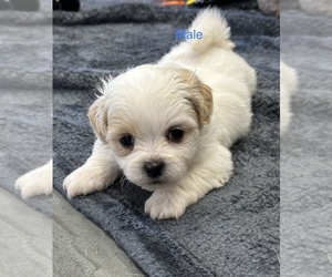 Zuchon Puppy for sale in SILEX, MO, USA