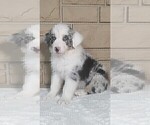 Puppy Tucker Miniature Australian Shepherd