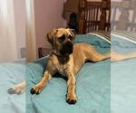 Small Photo #1 Mastiff Puppy For Sale in ROCHESTER, MN, USA
