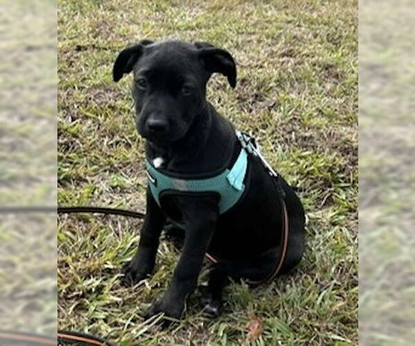 Medium Photo #4 Mutt Puppy For Sale in Tarrytown, GA, USA