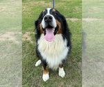 Small Photo #1 Bernese Mountain Dog Puppy For Sale in MERRILL, MI, USA
